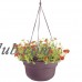 Bloem Dura Cotta Plastic Hanging Basket Planter - Set of 12   